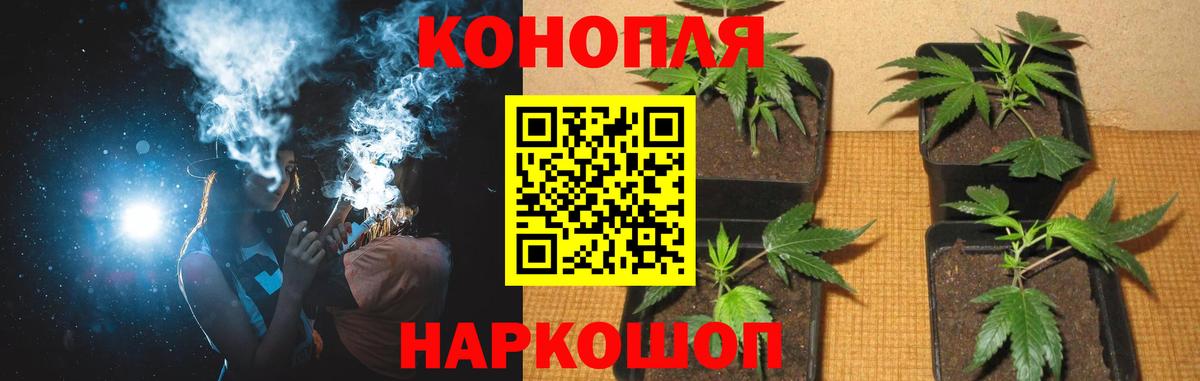 Канабис сатива Михайловск